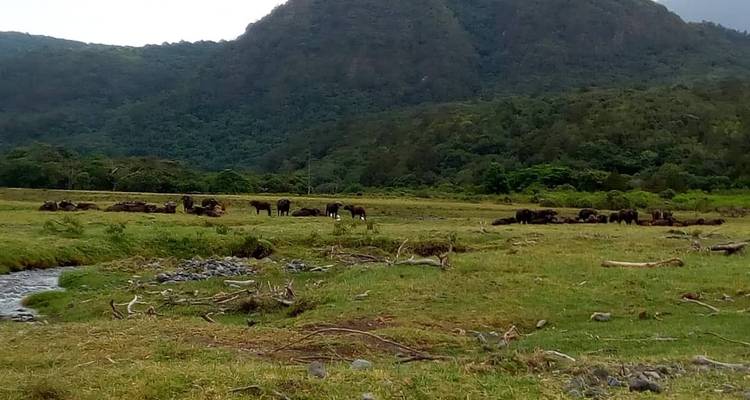10 jours de migration des grands gnous dans le nord de la Tanzanie. - Meru Slopes Tours and Safaris ltd 3