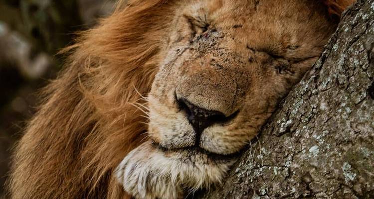 10 jours de migration des grands gnous dans le nord de la Tanzanie. - Meru Slopes Tours and Safaris ltd 4