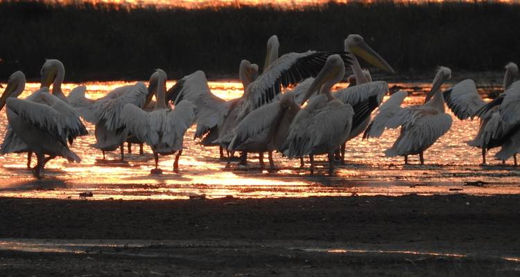 4-Day Mid-Range Tour Tarangire, Serengeti and Ngorongoro - Meru Slopes Tours and Safaris ltd 4