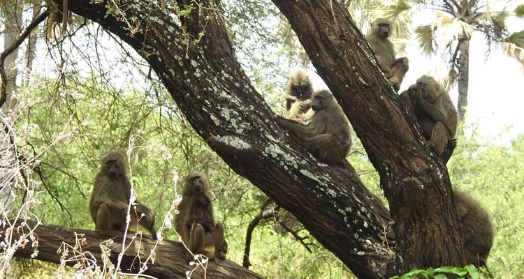 4-Day Mid-Range Tour Tarangire, Serengeti and Ngorongoro - Meru Slopes Tours and Safaris ltd 6
