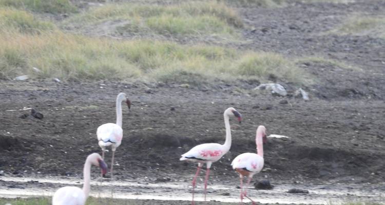 4-Day Mid-Range Tour Tarangire, Serengeti and Ngorongoro - Meru Slopes Tours and Safaris ltd 7