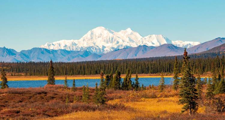 Sneeuwbedekte Denali die boven de gouden toendra, het meer en sparrenbomen uittorent onder een heldere blauwe hemel.