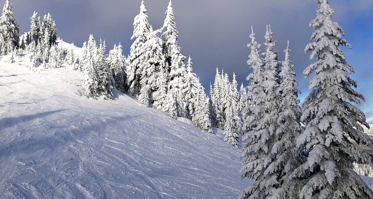 Snow-covered evergreen slope with fresh ski tracks under a bright winter sky.