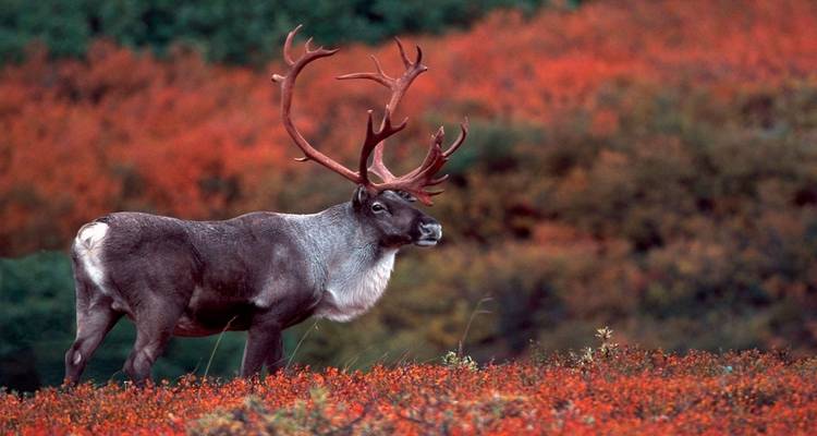 Les incontournables de la côte Est et l'aventure en Alaska - De Toronto à Fairbanks (2024) - Travel Marvel 1
