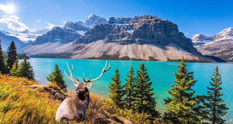 Vue majestueuse d'un lac glaciaire turquoise encadré par des arbres à feuillage persistant avec un wapiti au premier plan et des montagnes escarpées aux sommets enneigés sous un ciel bleu éclatant.