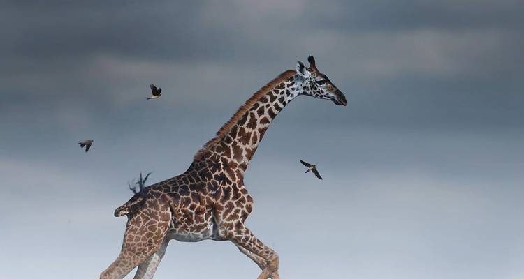 Giraffe running with birds flying around it against a cloudy sky.