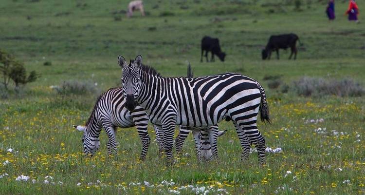 Zebras grazing in a field with people and cattle in the background.