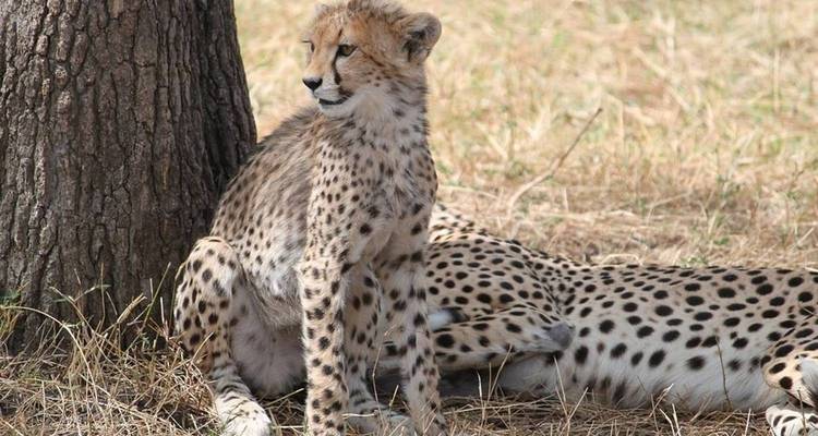 Two cheetahs sitting under a tree in the savannah.
