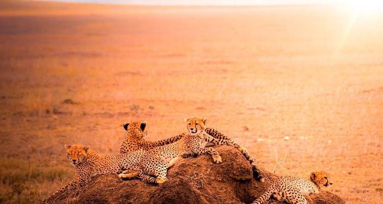 Group of cheetahs resting on a mound at sunset.