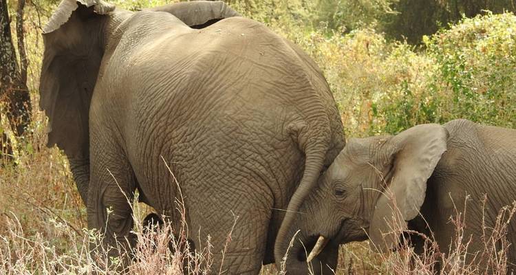4 días Ver Migraciones de Ñus y Leones Trepadores de Árboles - Meru Slopes Tours and Safaris ltd 4