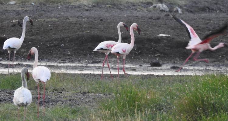 4 días Ver Migraciones de Ñus y Leones Trepadores de Árboles - Meru Slopes Tours and Safaris ltd 10