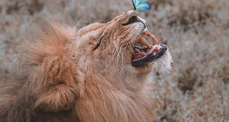 Een leeuw met een vlinder op zijn neus in een natuurlijke omgeving.