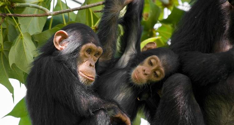 4 jours à la poursuite des chimpanzés à Gombe - Almighty Kilimanjaro 4