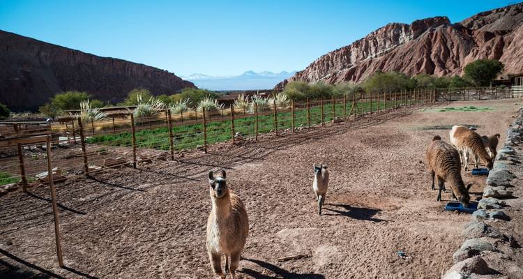14 jours d'expérience unique et de luxe tout compris pour visiter le désert d'Atacama, la Patagonie et l'île de Pâques au Chili - Signature DMC 2