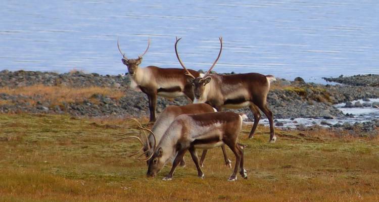 Circuit complet en Islande - 17 jours - Marina Travel 7