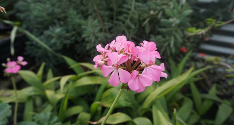 Nahaufnahme von kleinen rosa Blüten in einem Garten.