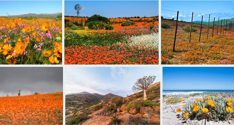 Namaqualand Flower Tour - Amatungulu Tour 1