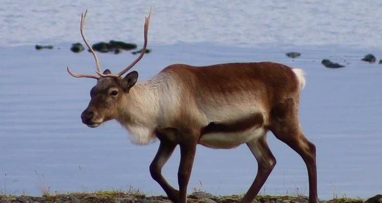 Vuelta a Islandia por la carretera de circunvalación (coche de alquiler, 8 días) - Marina Travel 2