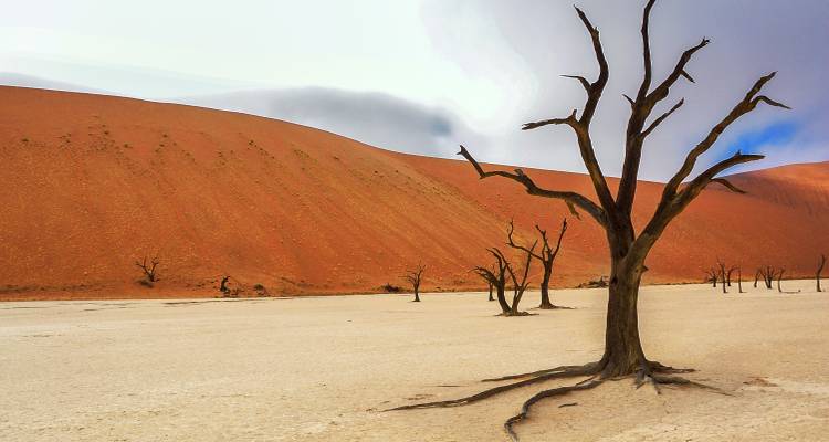 Dramatisch landschap van Sossusvlei met dode bomen en zandduinen.