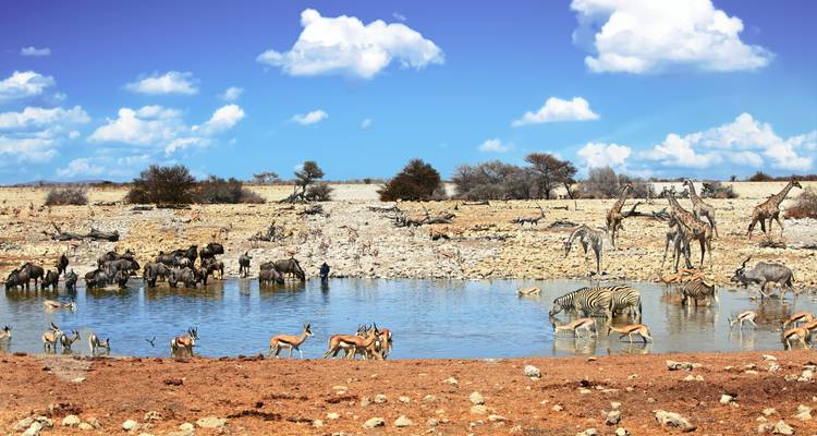 Dieren verzamelen zich rond een drinkplaats in Etosha National Park.