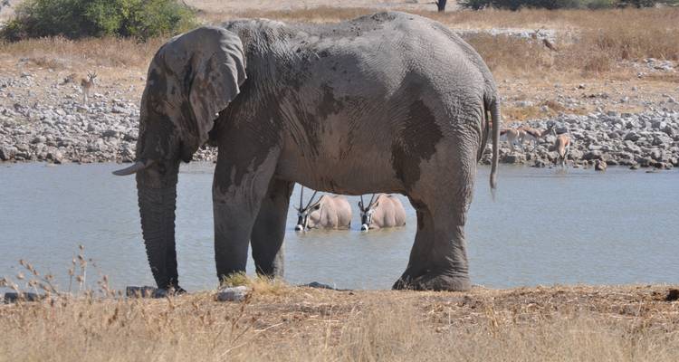 Een olifant die water drinkt met oryx op de achtergrond.