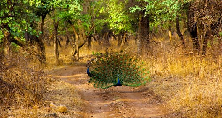 Rajasthan with Ranthambore - Panda Experiences 6
