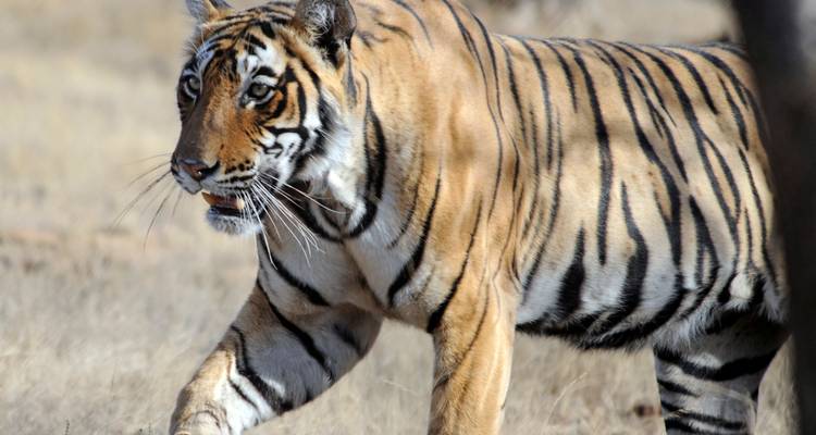 Rajasthan with Ranthambore - Panda Experiences 7