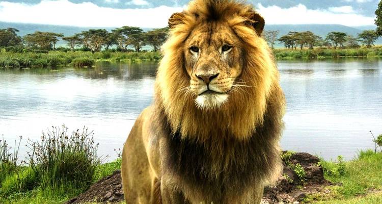 Majestueuze leeuw die bij een waterlichaam staat met een dramatische lucht.