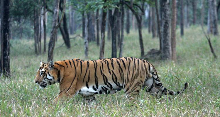 Le meilleur du Karnataka et de Goa - Panda Experiences 10