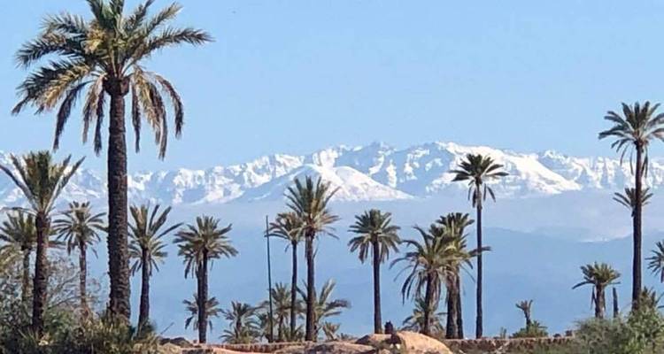 Palmbomen met besneeuwde bergen op de achtergrond.