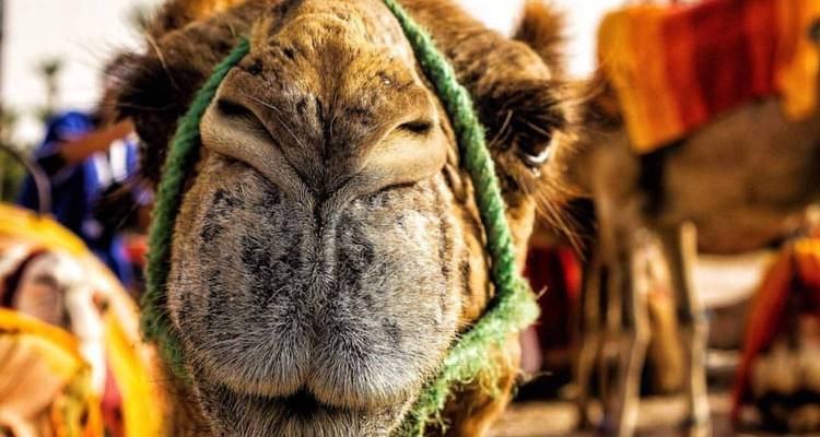 Close-up of a camel's face with colorful harness.