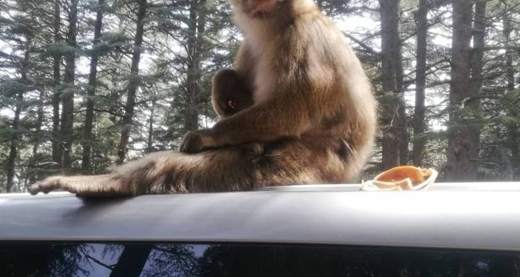 Mono sentado en el techo de un carro con árboles en el fondo.