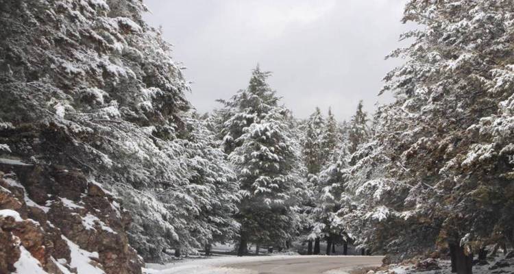 Árboles cubiertos de nieve bordeando una carretera en un paisaje invernal.