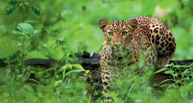 Viaje de 16 días al sur de la India - Golden Triangle India Tours 2
