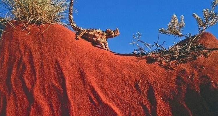 【Alice Springs】Uluru Ayers Rock & Kings Canyon 8 Days Touring Package - Delightful Travel 6