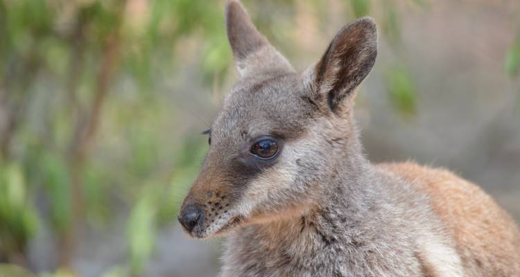 【Alice Springs】Uluru Ayers Rock & Kings Canyon 8 Days Touring Package - Delightful Travel 10