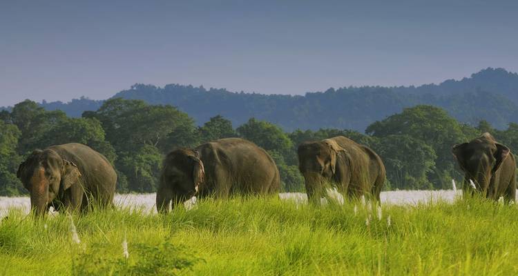 Eine Gruppe von Elefanten, die auf einer üppig grünen Wiese vor einer Hügellandschaft grasen.