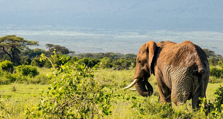 Monte Kilimanjaro 8 días ruta Lemosho - nuestra ruta favorita - African Polecat Safaris 9