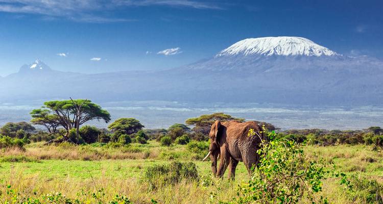 Monte Kilimanjaro 8 días ruta Lemosho - nuestra ruta favorita - African Polecat Safaris 10