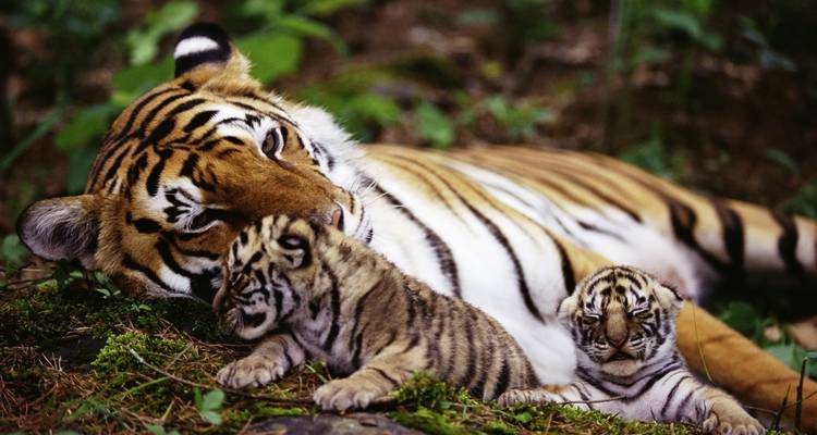 Incroyable voyage en Inde - Golden Triangle India Tours 10