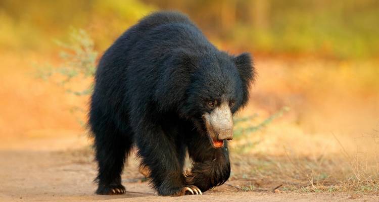 India Tiger Safari Tour with Agra - Golden Triangle India Tours 1