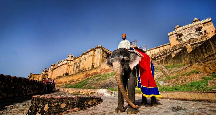 India Tiger Safari Tour with Agra - Golden Triangle India Tours 10