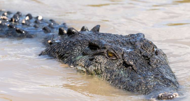 Excursion d'une journée dans le parc national de Kakadu - Autopia Tours 2