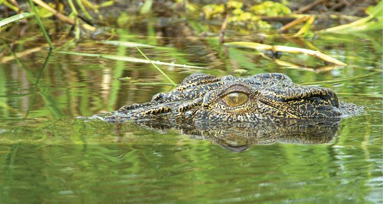 Excursion d'une journée dans le parc national de Kakadu - Autopia Tours 7