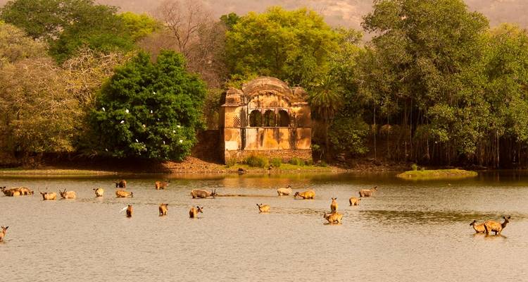 Viaje a la India en 10 días - Golden Triangle India Tours 7