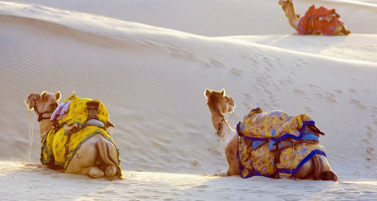 Kamelen die rusten op zandduinen in de woestijn.