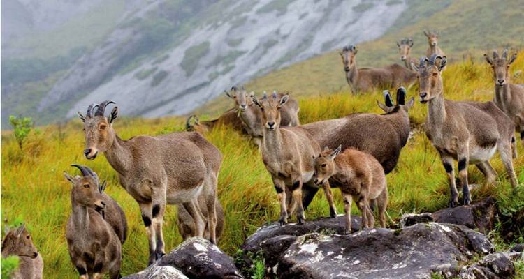 Boutique Inde du Sud - Golden Triangle India Tours 1