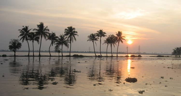 Palm trees reflecting in water at sunset creating a calm scene.
