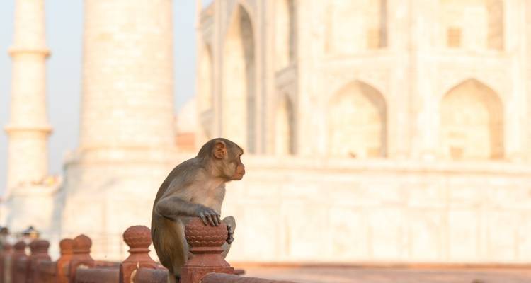 Circuito cultural al norte de la India desde Delhi - Golden Triangle India Tours 6