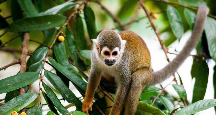 Circuit Équateur Cuyabeno Adventure 6 jours - GUIDEcuador Travel 2